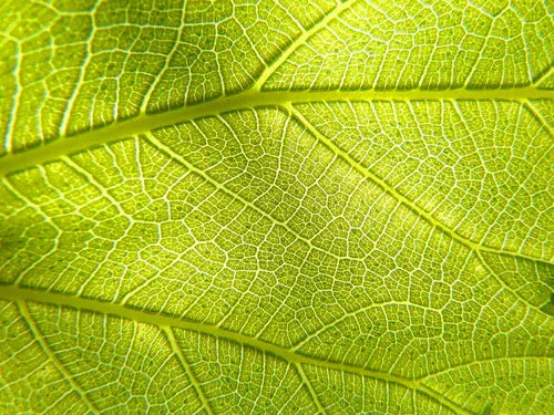 Fotosynteesi-tehtävät