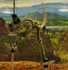 Kuvassa dinosauruksen luuranko. 