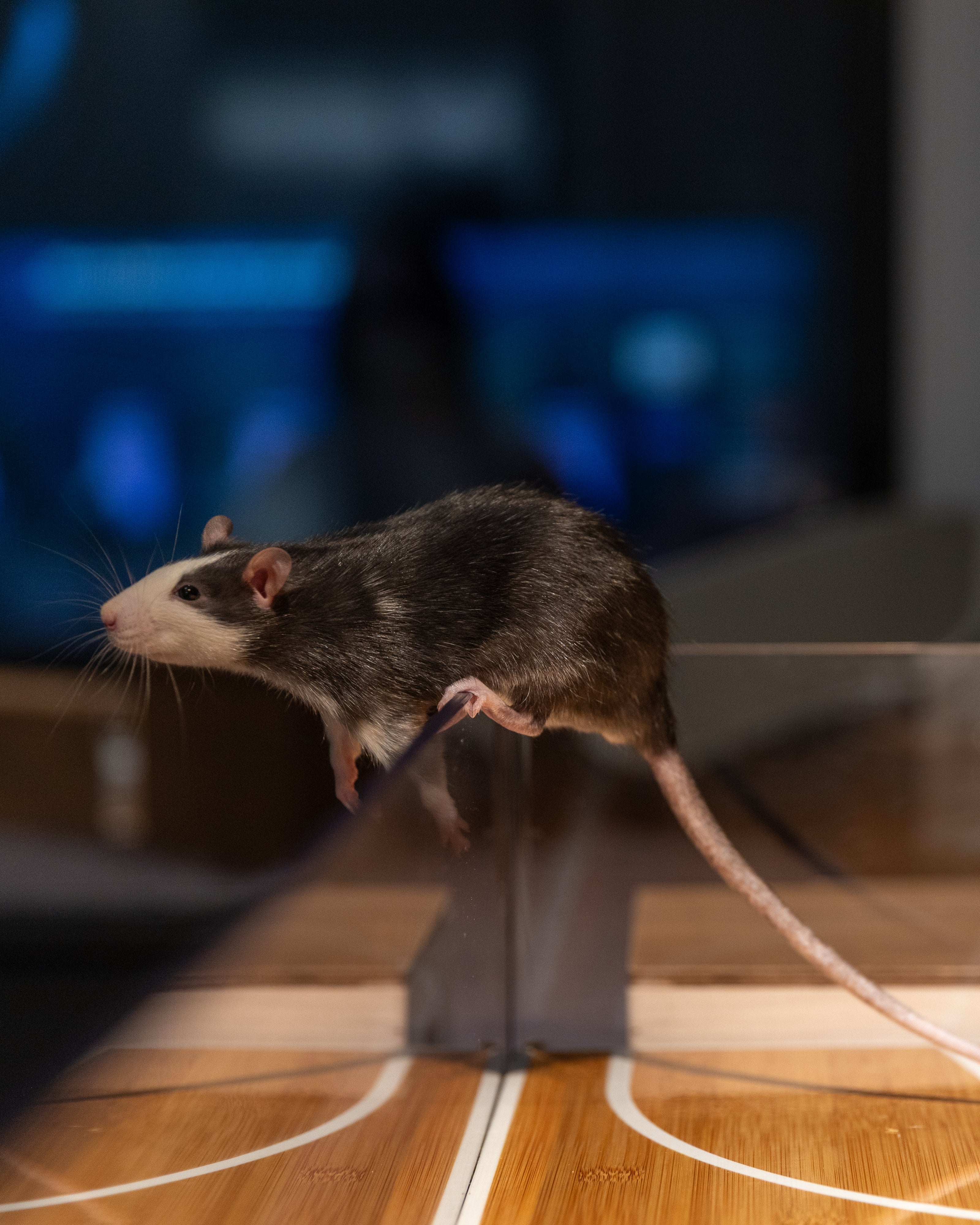 En tam råtta på basketplanen.