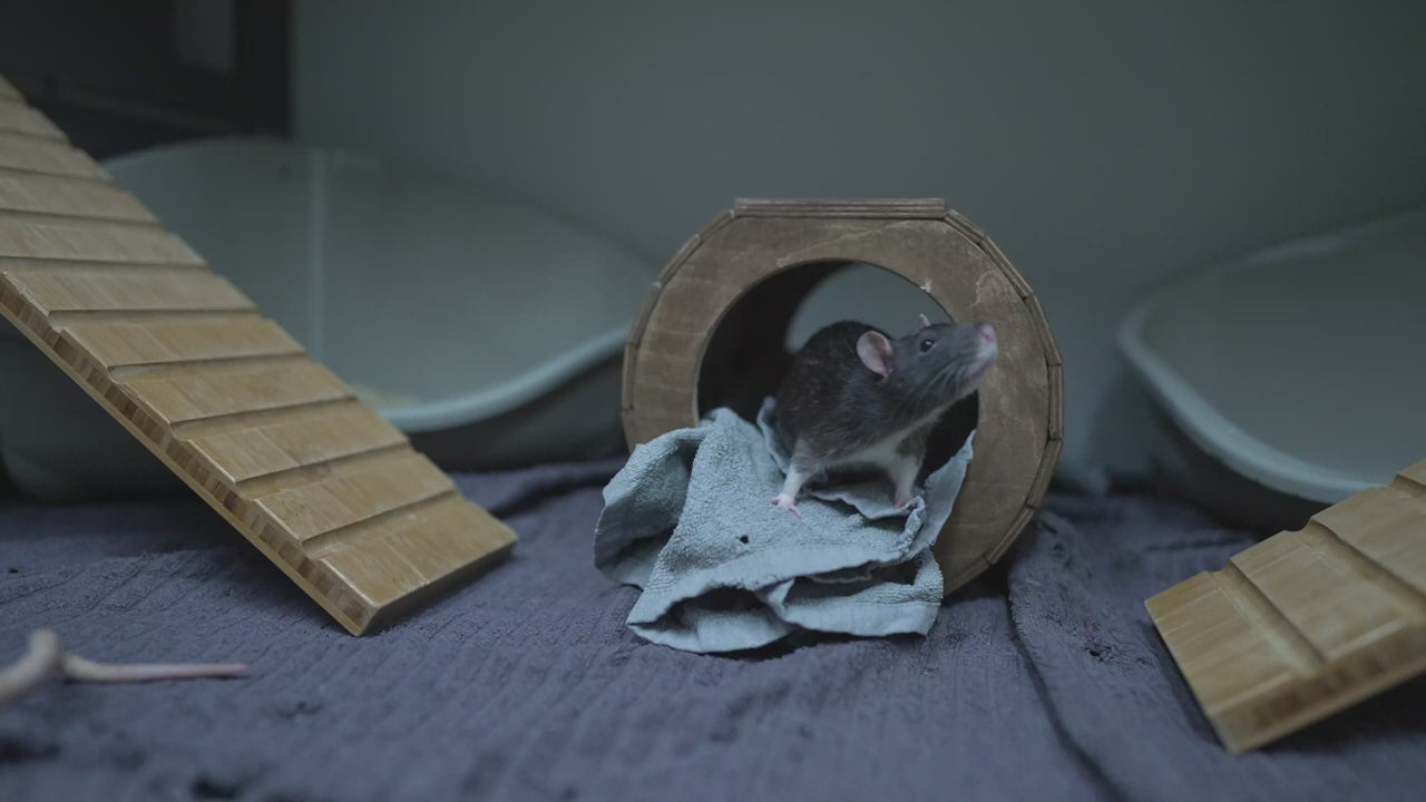 Heurekan yksi ehkä rakastetuin kohde on kesyrotat. Videolla otteita rottien elämästä.